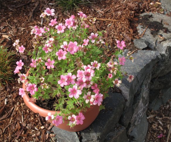 geranium ox pot