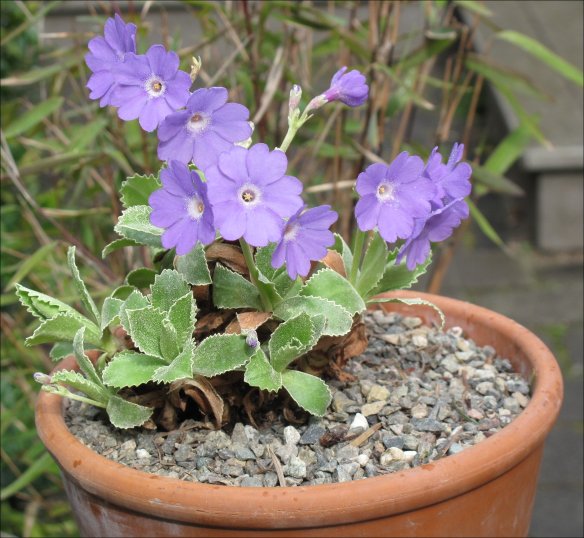 P marginata 'Herb Dickson'