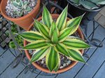 Agave lophantha 'quadricolor'