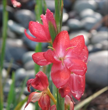 Crimison river Lilly Oregon Sunset2
