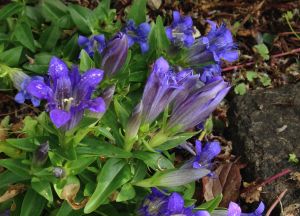 Gentiana septemfida v. lagodechiana 'Select'