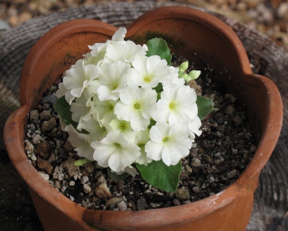 Primula 'Broadwell Milkmaid'
