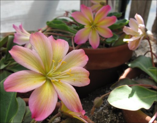 Lewisia tweedyii 'rosea'