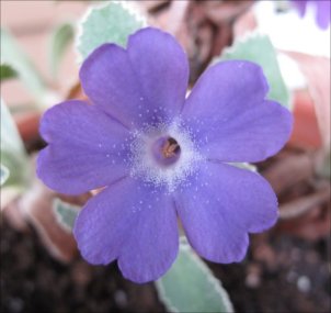 P marginata Herb Dickson