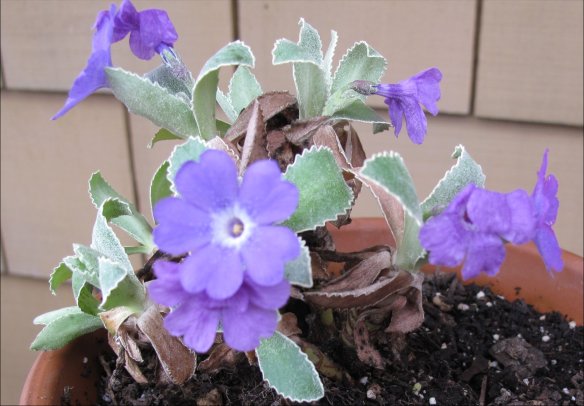 P marginata Herb Dickson2