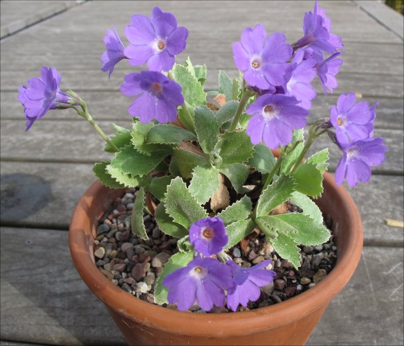 p-marginata-herb dickson2