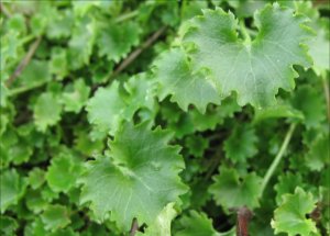 C.portenshlagiana-leaf detail