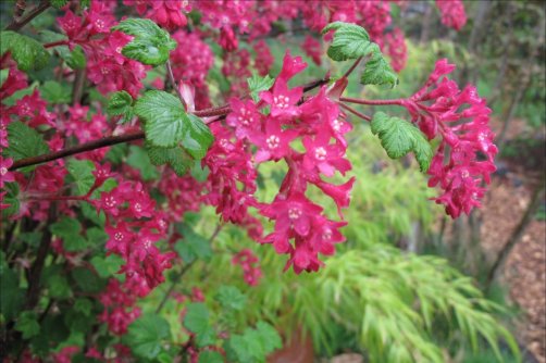 detail R.sanguineum King Al VII