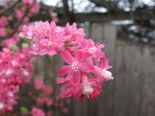 detail species R sanguineum