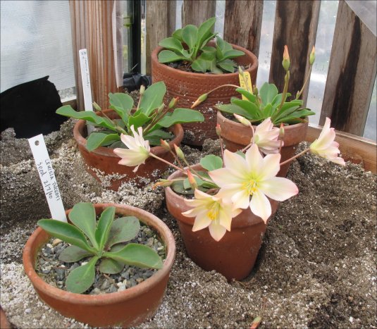 Lewisias -on-bench