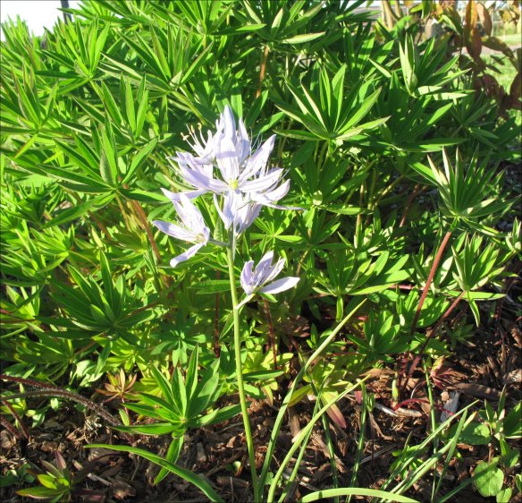 camas-lupine