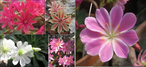 cotyledon hybrid montage