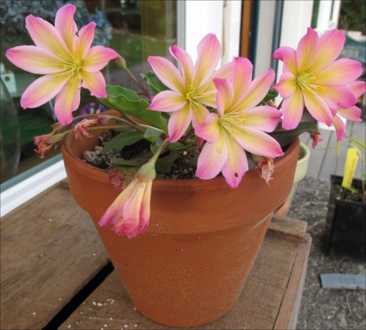 Lewisia tweedyi 'rosea from Fringe Nursery in Seattle
