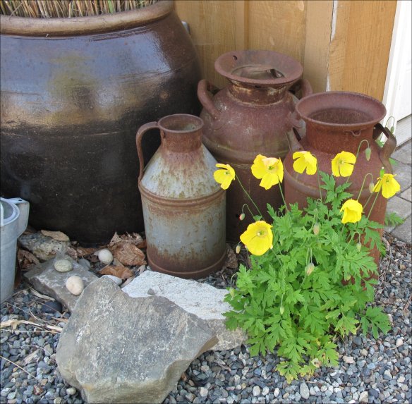 Welsh poppie volunteer