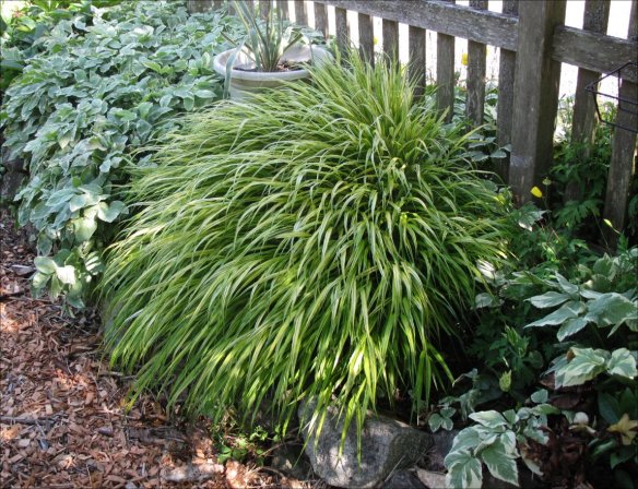hakonokloa ground elder