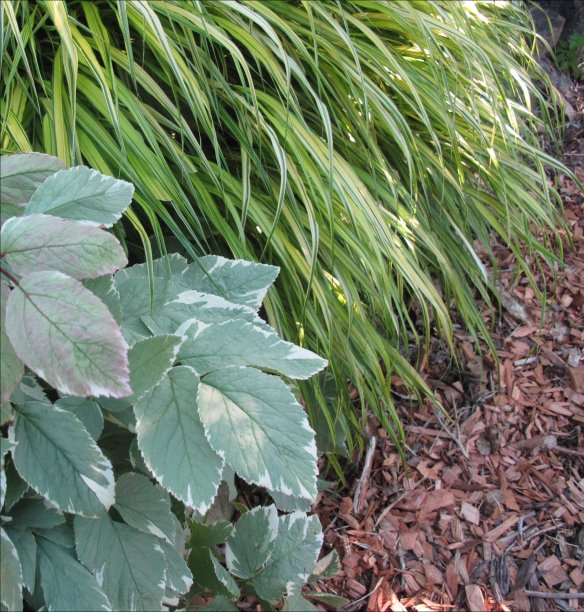 hakonokloa ground elder2