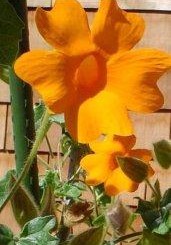 Thunbergia gregorii - Orange Clock Vine - Hardy to USDA Zone 9