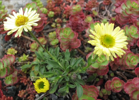 Erigeron Canary Bird