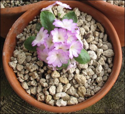 Primula 'Nightingale'