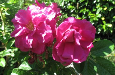 Rosa rugosa 'Hansa'