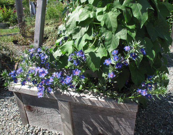 Anagallis monellii 'Skylover' in base of Wooden Obelisk