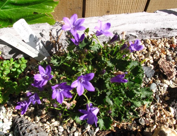 Campanula 'Birch Hybrid reblooming in early August