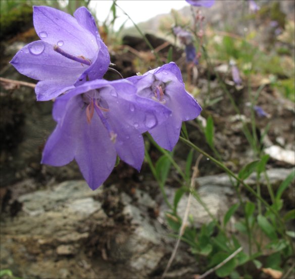 Campanula rotundifolio (Common harebell, Scotch bluebell)
