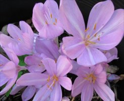 Colchicum autumnale cultivar