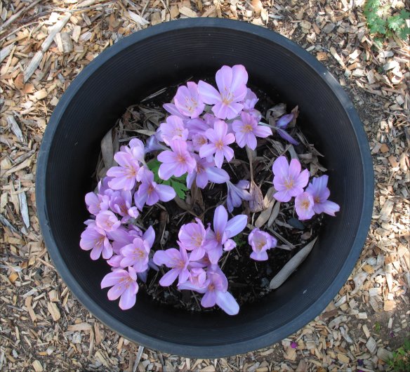 colchicum autumnale plastic pot