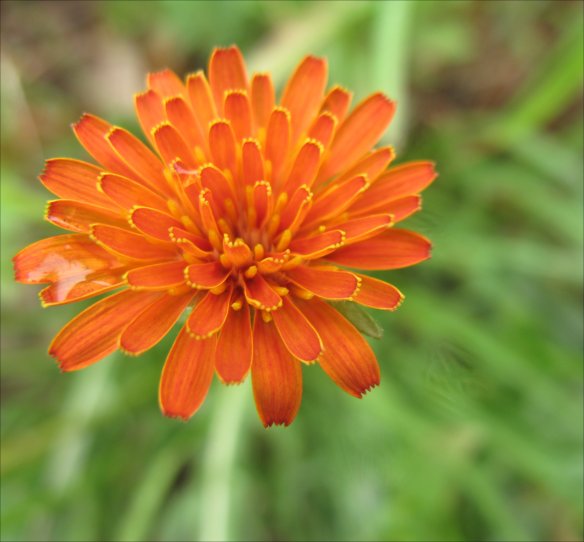 Flower Head of Orange Agoseris (Agoseris aurantiaca)