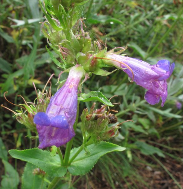 Shrubby Pnestemon (Penestemon fruiticosus