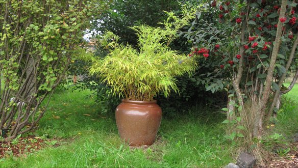 bamboo-red flowering currant - catoneaster