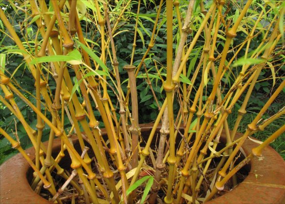 chinese walking stick