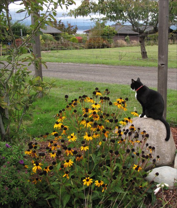 fletcher rain garden