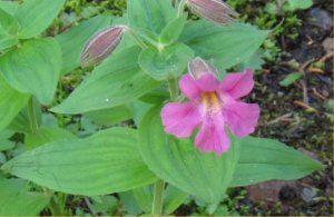 Mimulus lewisii