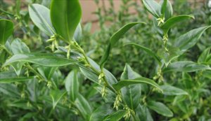 sarcacocca-buds - 2009