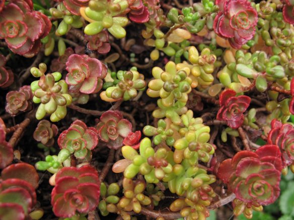 sedums
