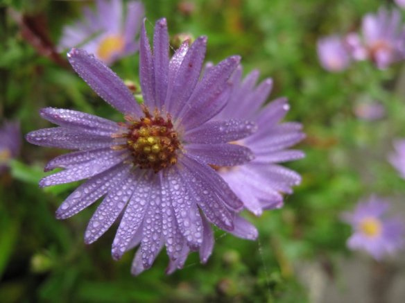 aster