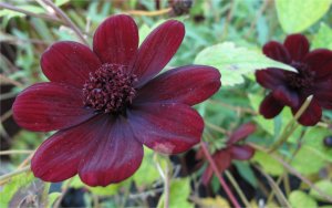 Cosmos atrosanguineus up close