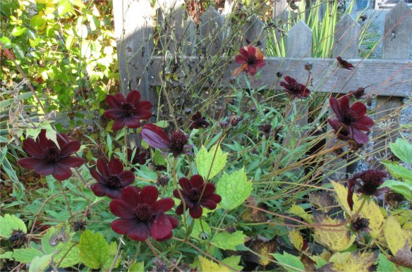 Chocolate Cosmos in a Pot
