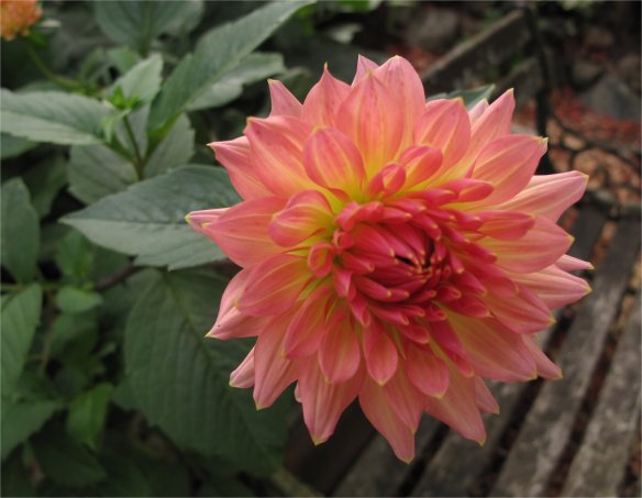 Dahlia