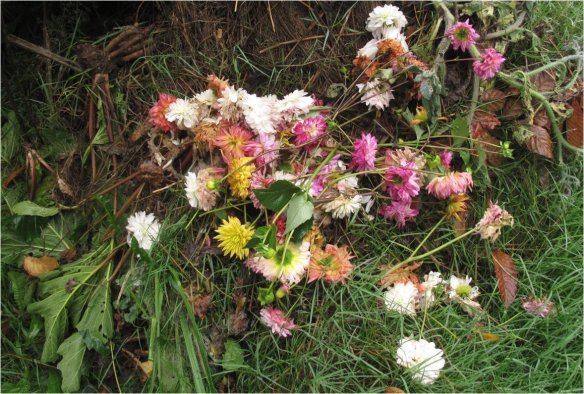 dahlias on compost