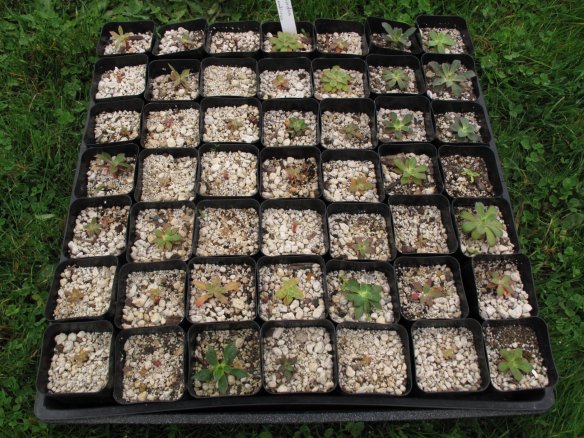 L. cotyledon seedlings