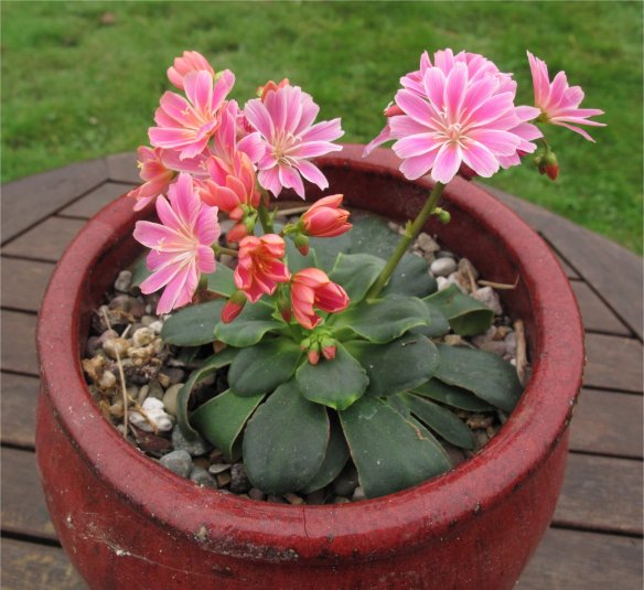 Lewisia cotyledon blooming on October 19th