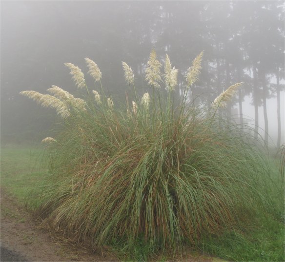 Pampas grass against a background of Douglas Fir
