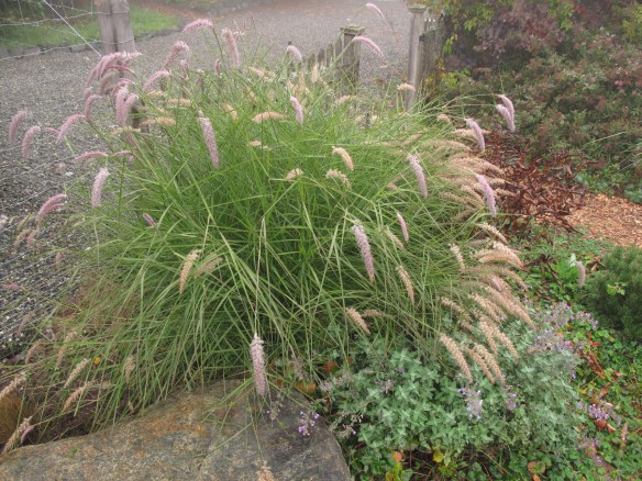Pennisetum orientale 'Karley Rose'