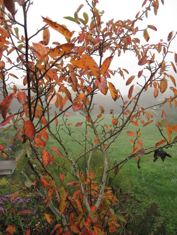 Amelanchier × grandiflora 'Autumn Brilliance' 