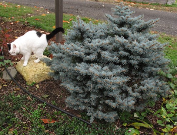 Picea pungens 'Montgomery' Clorado dwarf Blue Spruce 