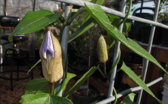 T. grandiflora bud getting ready to open