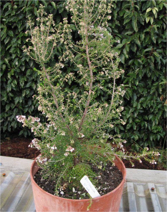 Erica canaliculata